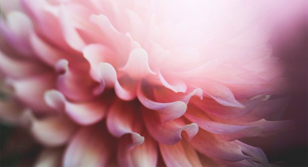 modern mystery school soul flower